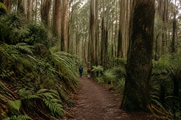Hikers on a forest track in the Dandenong Ranges