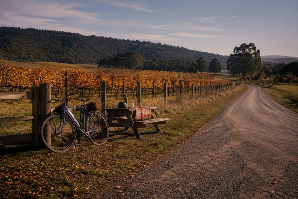 Bicycles beside an autumn vineyard road